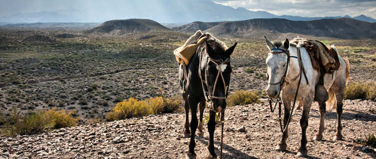 Horses