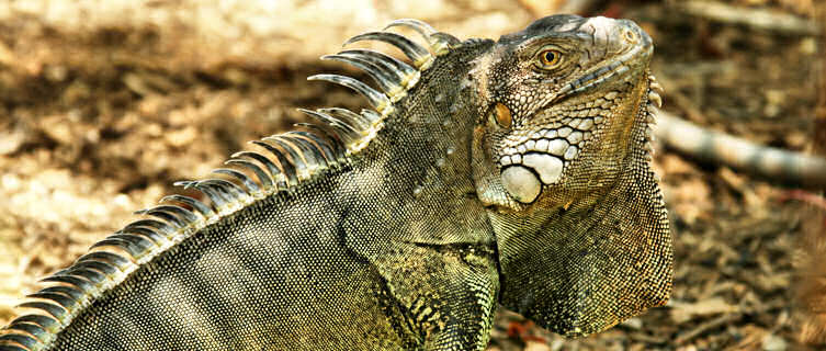 Iguana,
