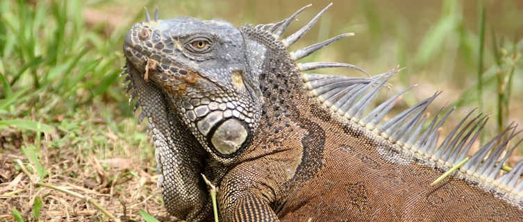 Iguana,