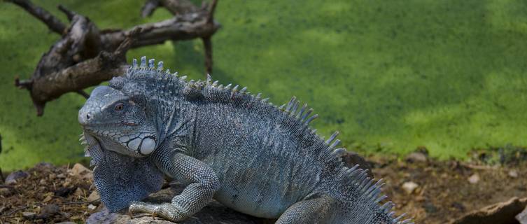 Iguana,