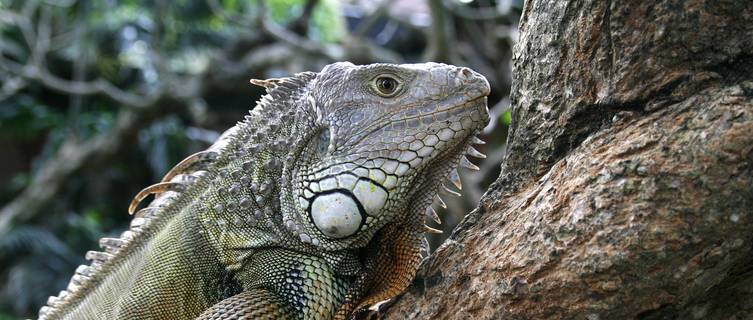Iguana,