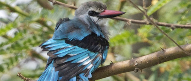 Kingfisher