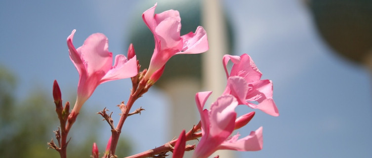 Kuwait