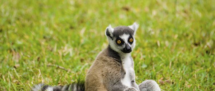 Lemurs
