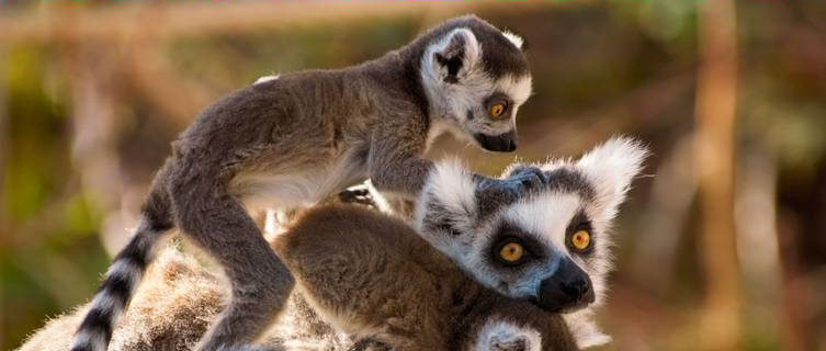 Lemurs