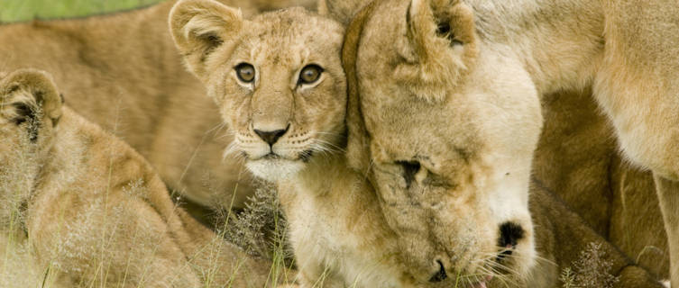 Lions
