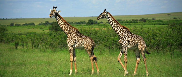 Masai
