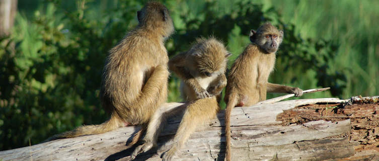 Monkeys,