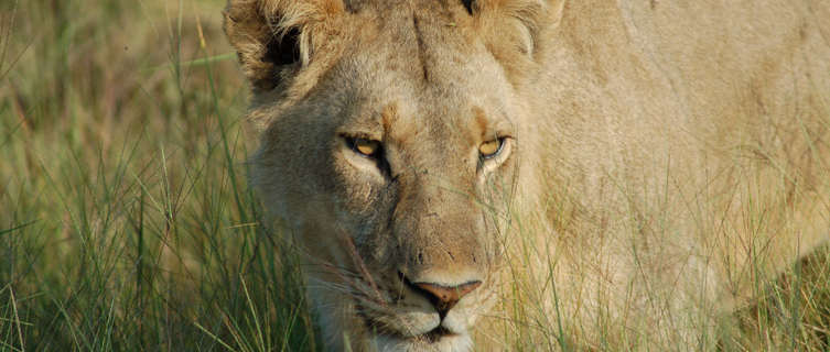 Okavango