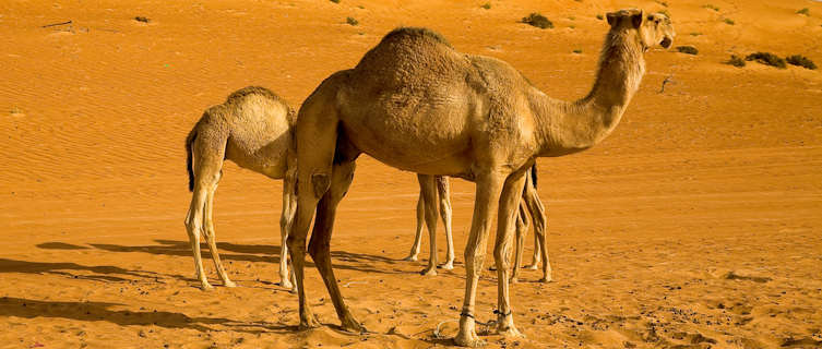Oman