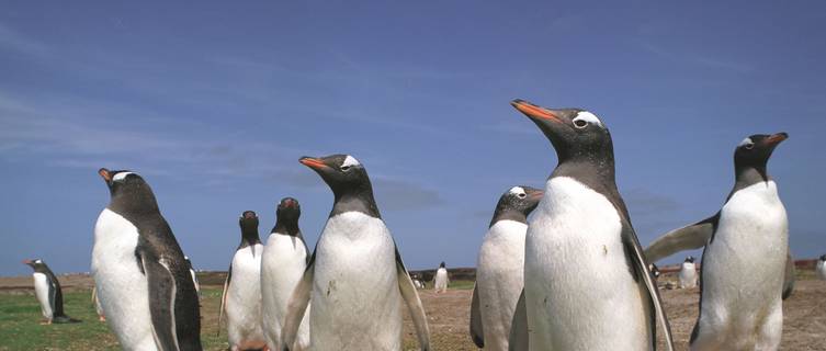 Penguins