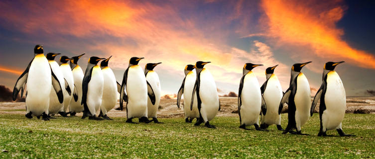 Penguins