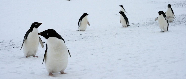 Penguins