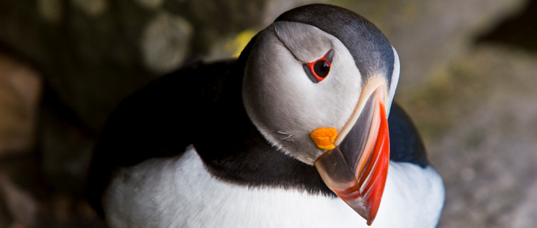 Puffin