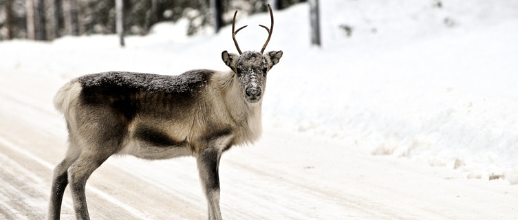 Reindeer,