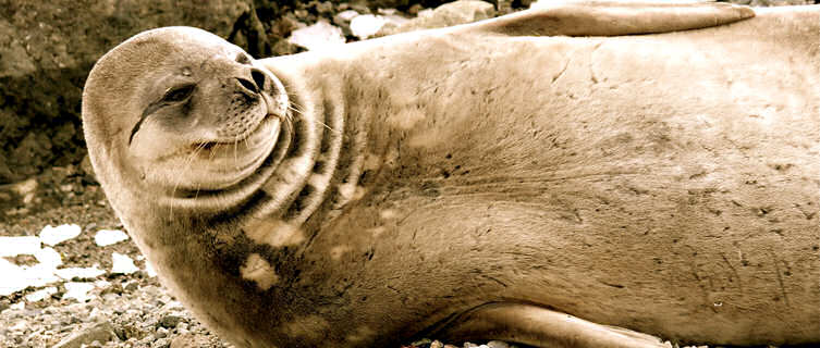Seal