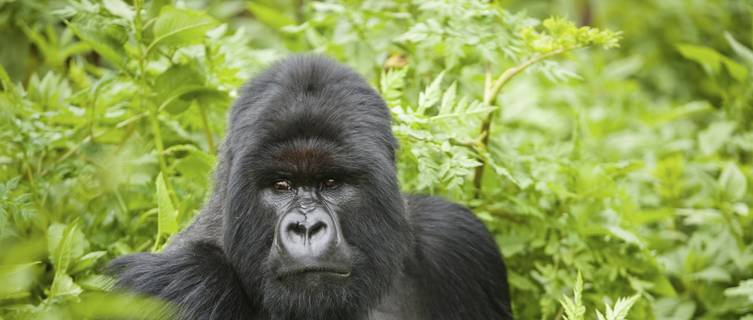 Silverback