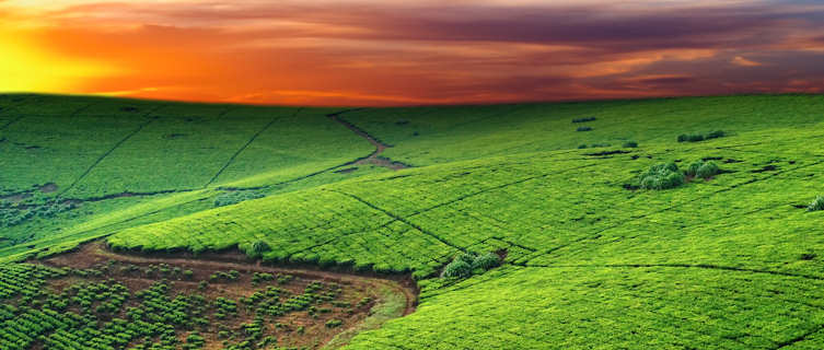 Tea