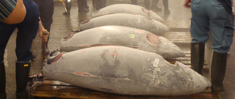 Tuna