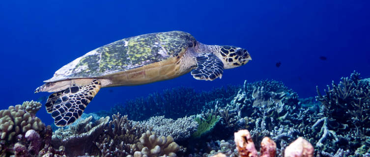 Underwater
