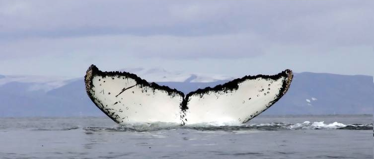 Whale,