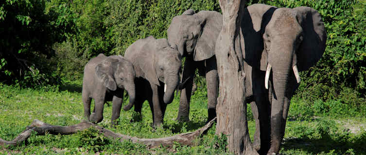 Zambia