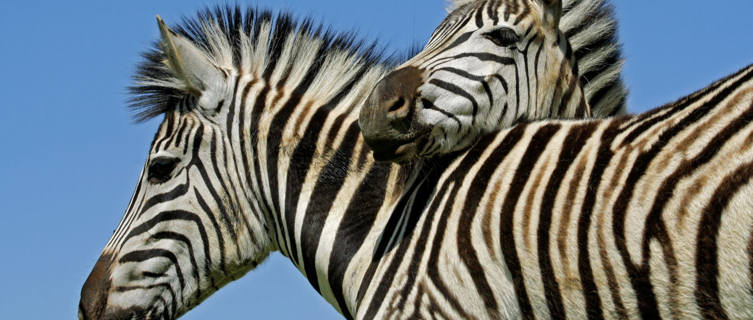 Zebra