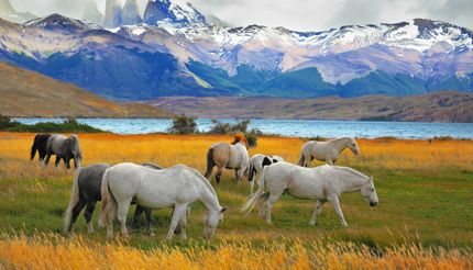 Horses grazing in a meadow with the towering cliffs Torres del Paine in the background