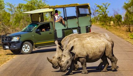 White rhinos crossing the road in Kruger National Park, South Africa