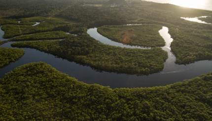 Amazon rainforest, Manaus, Brazil