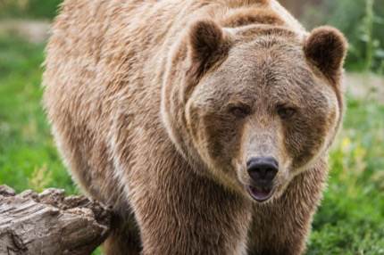 A Brown bear in Alaska