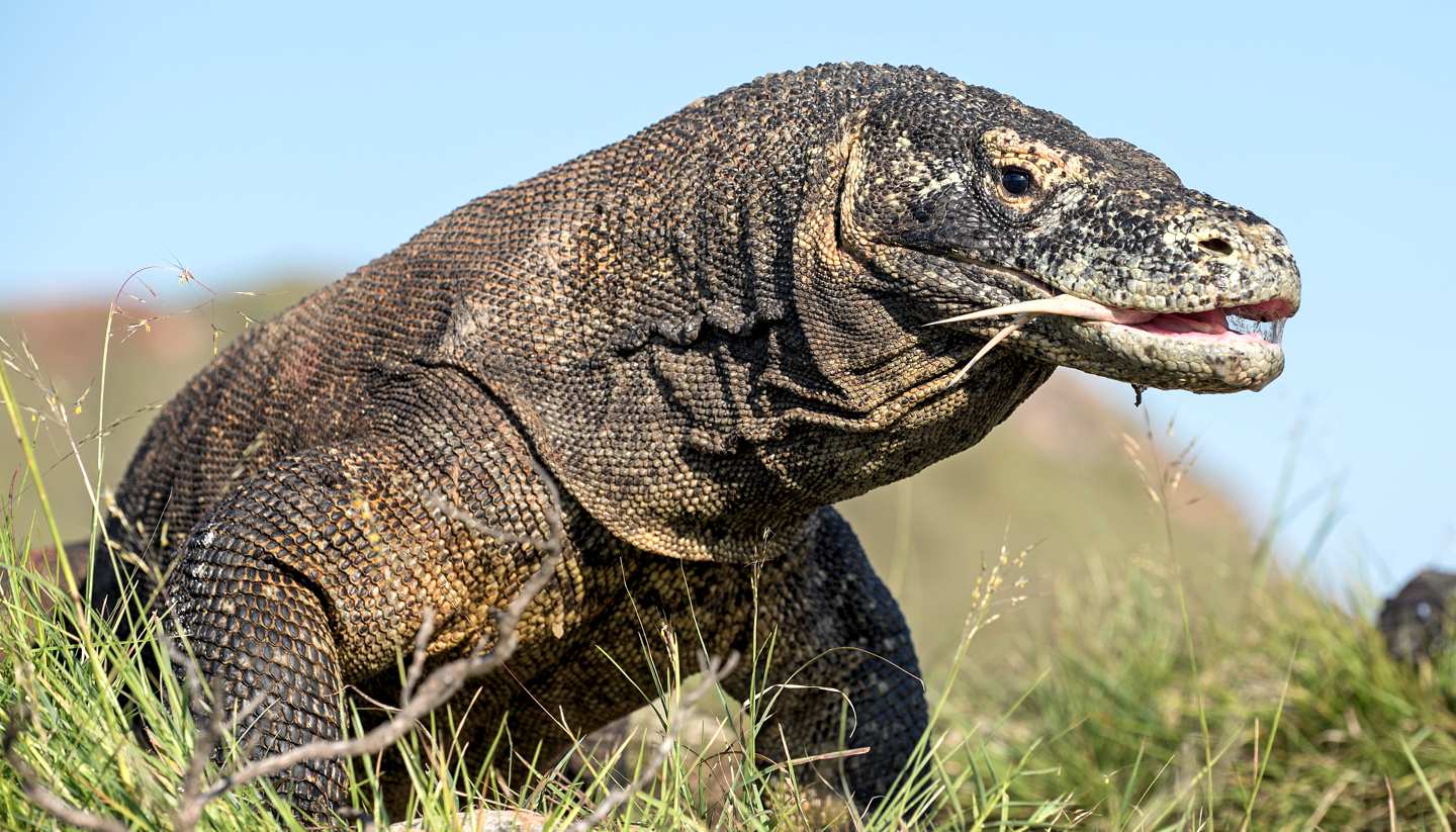 Walking with dragons in Indonesia - Komodo Dragon, Rinca Island, Indonesia