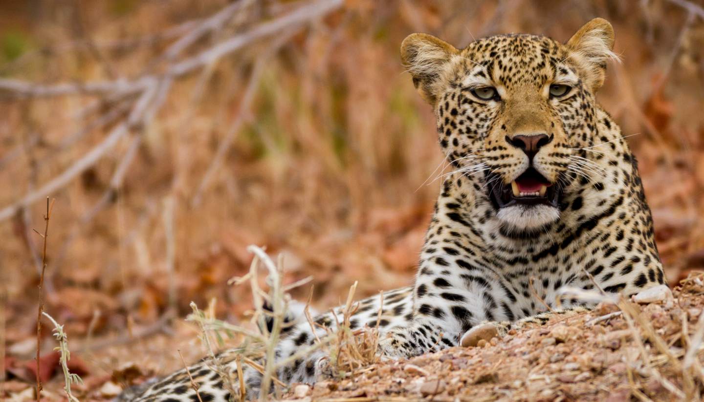 Taking a walk on the wild side in Zambia - Leopard, South Luanwga National Park, Zambia