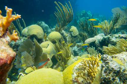 The coral off Bermuda's coast