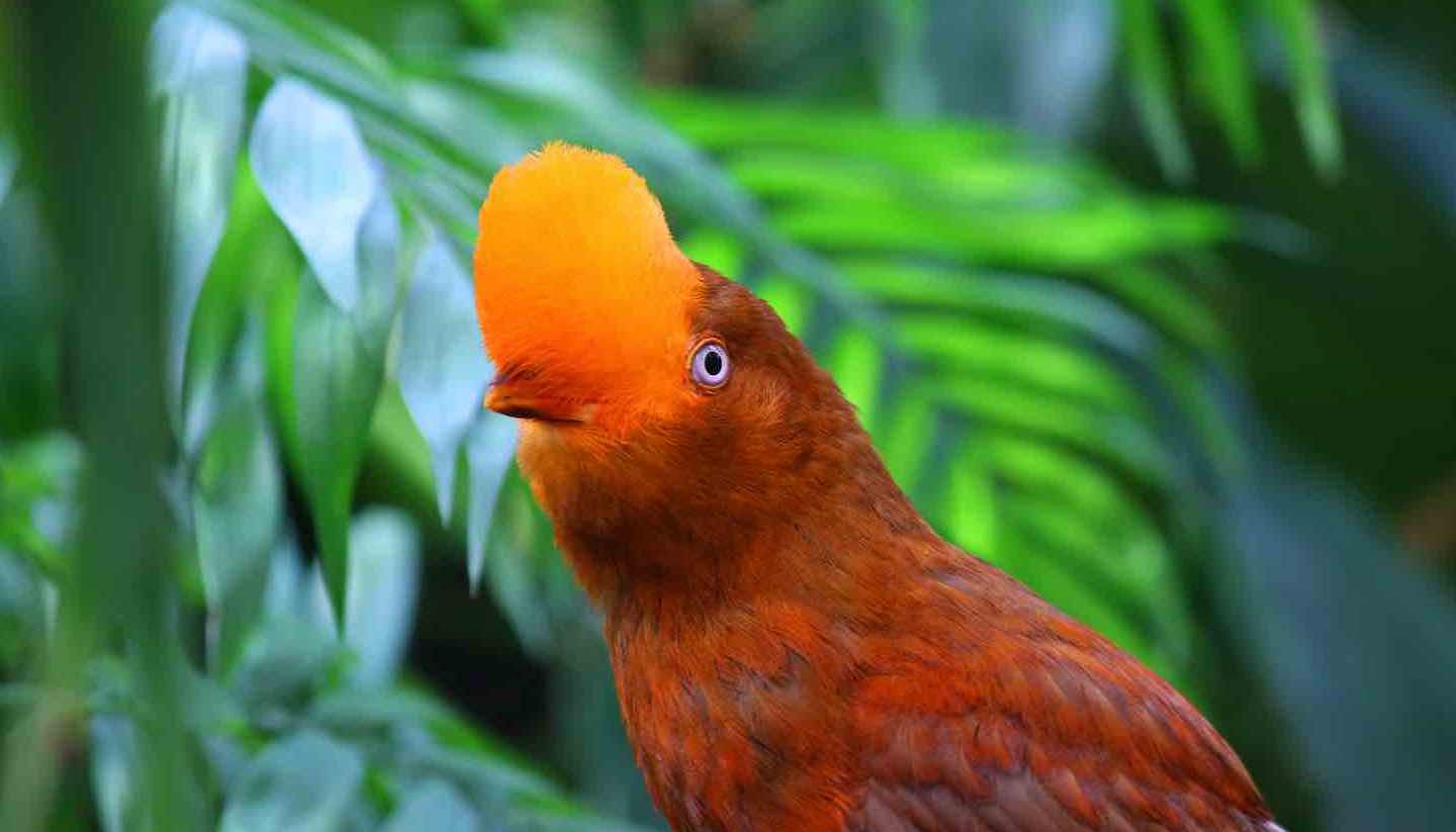 Top 5: Animal adventures - Andean cock-of-the-rock bird