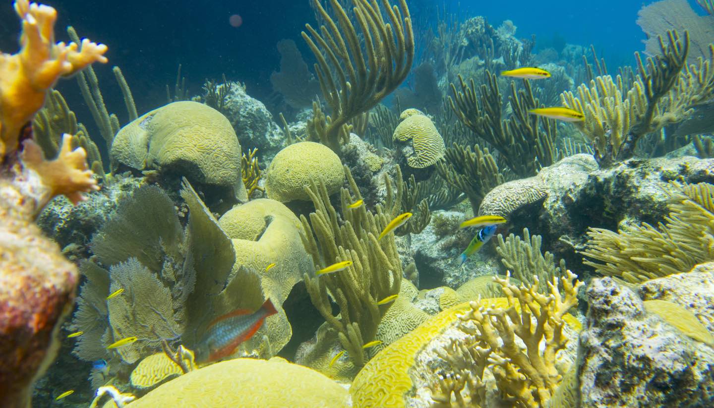 Bermuda - Coral Reef, Bermuda