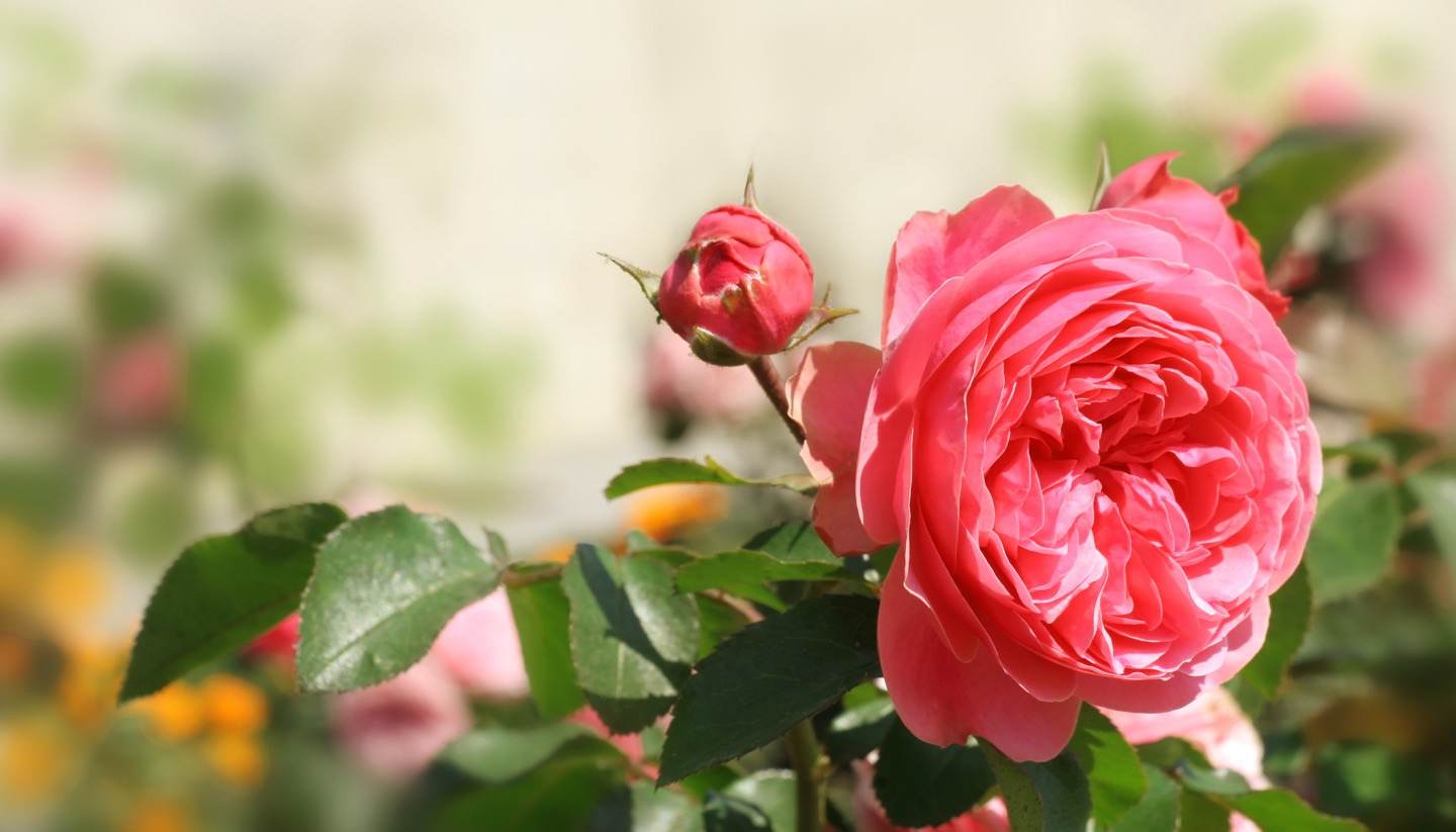 The fresh scent of spring: rose festivals around the world - Rose Festivals