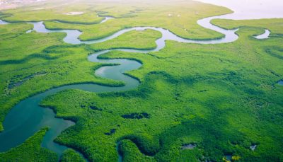 Mangroves in Gambia