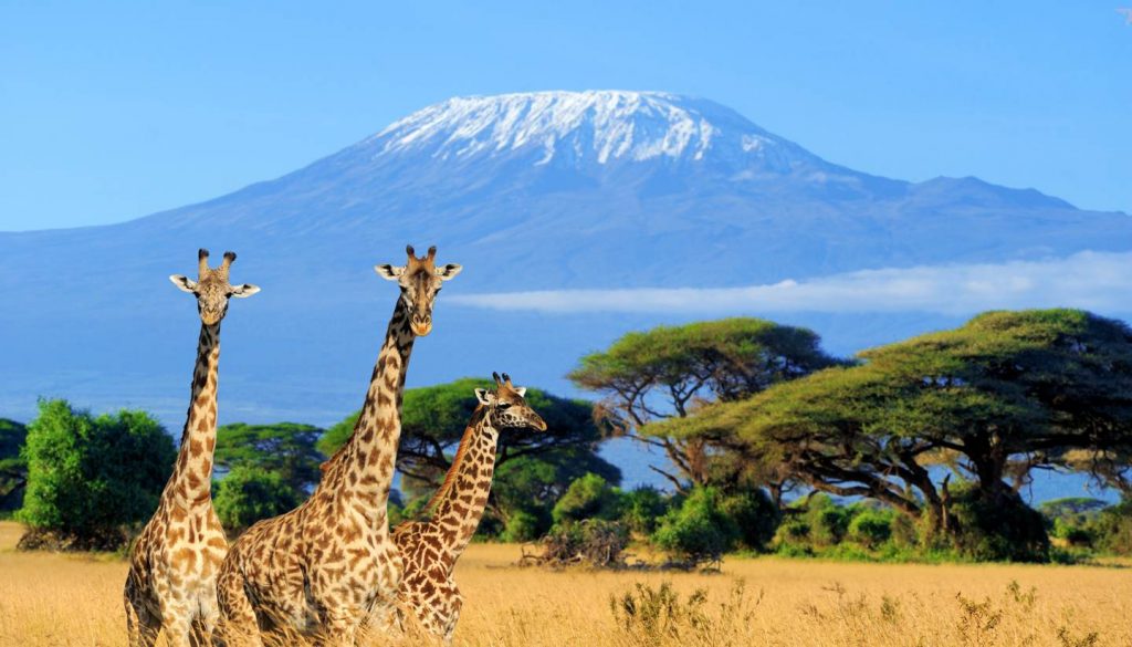 Kenya - National park in Kenya - three giraffe on Kilimanjaro background