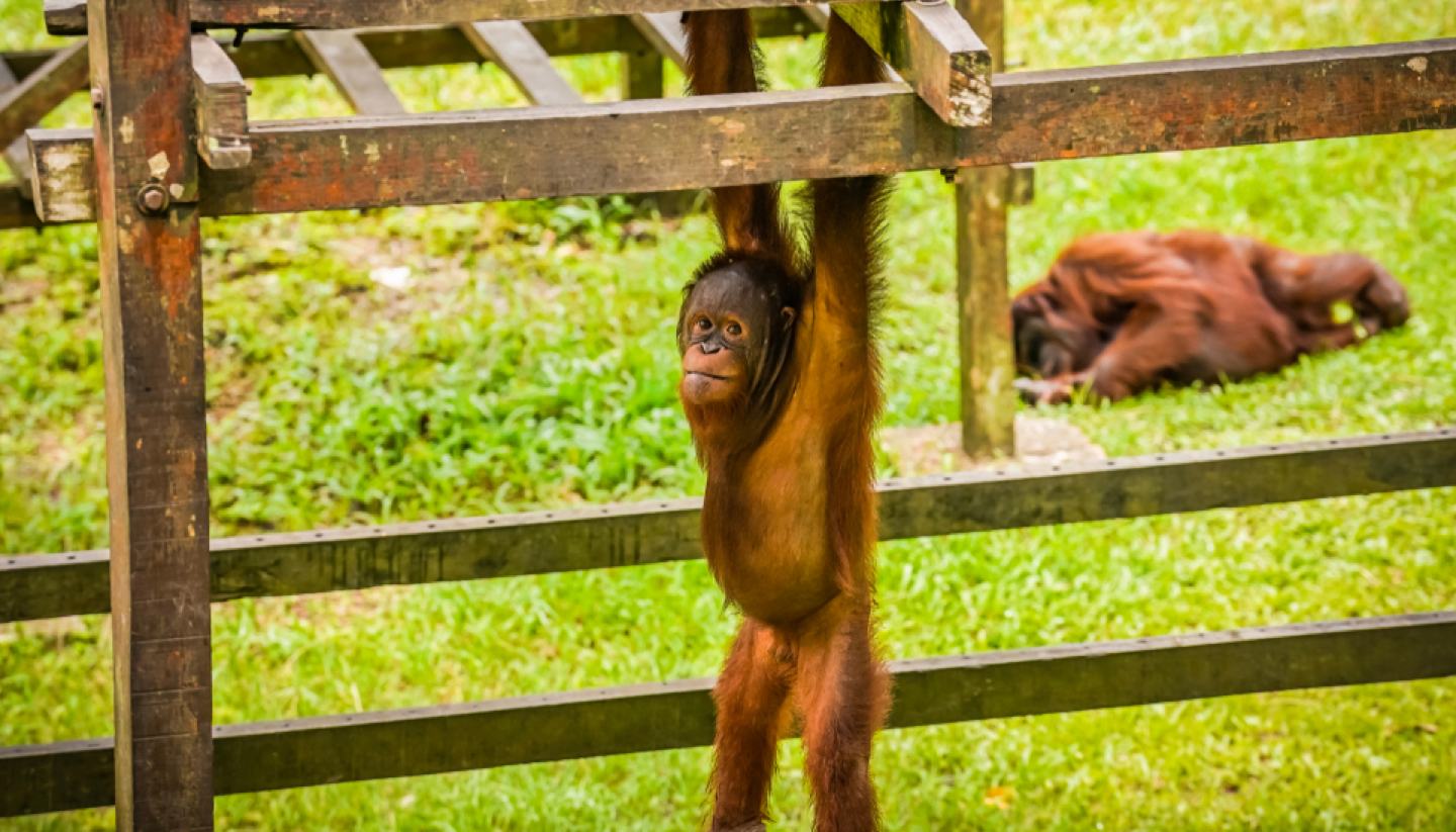 Top 5: Animal volunteer programmes - Matang Wildlife Center, Malaysia