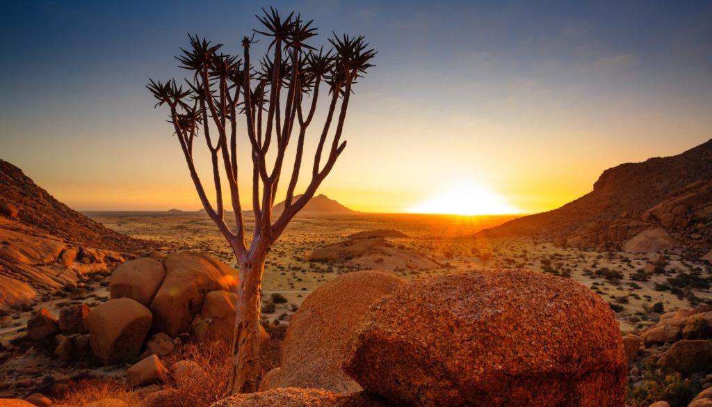 Namibia - A Quiver tree in Damaraland, Namibia