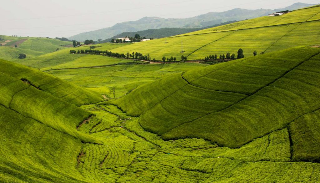 Rwanda - Tea plantations in Rwanda