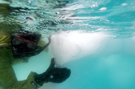 Snorkelling around icebergs