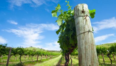 Adelaide, Australia vineyards
