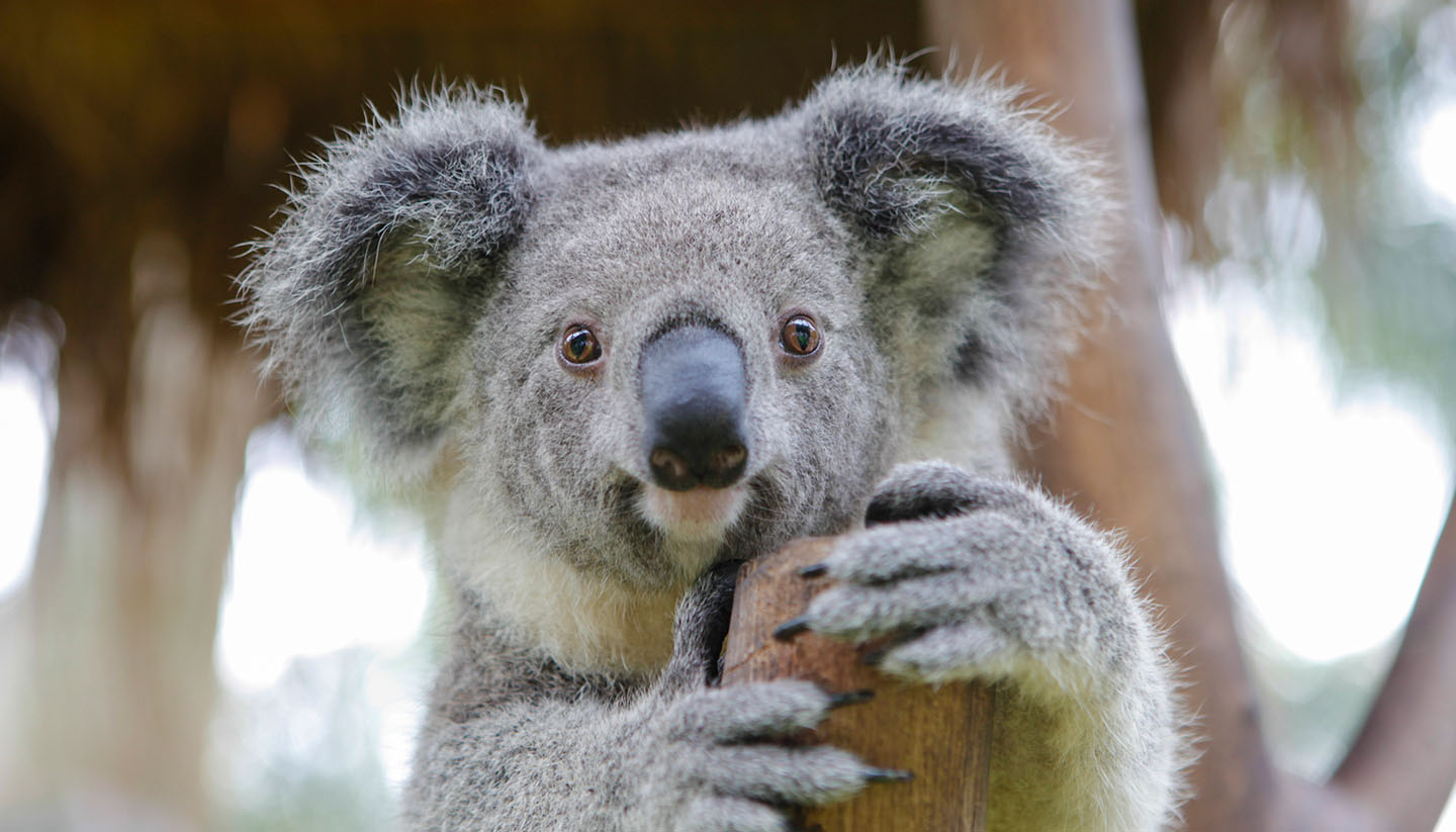 Koalas are declared an endangered species in parts of Australia : NPR