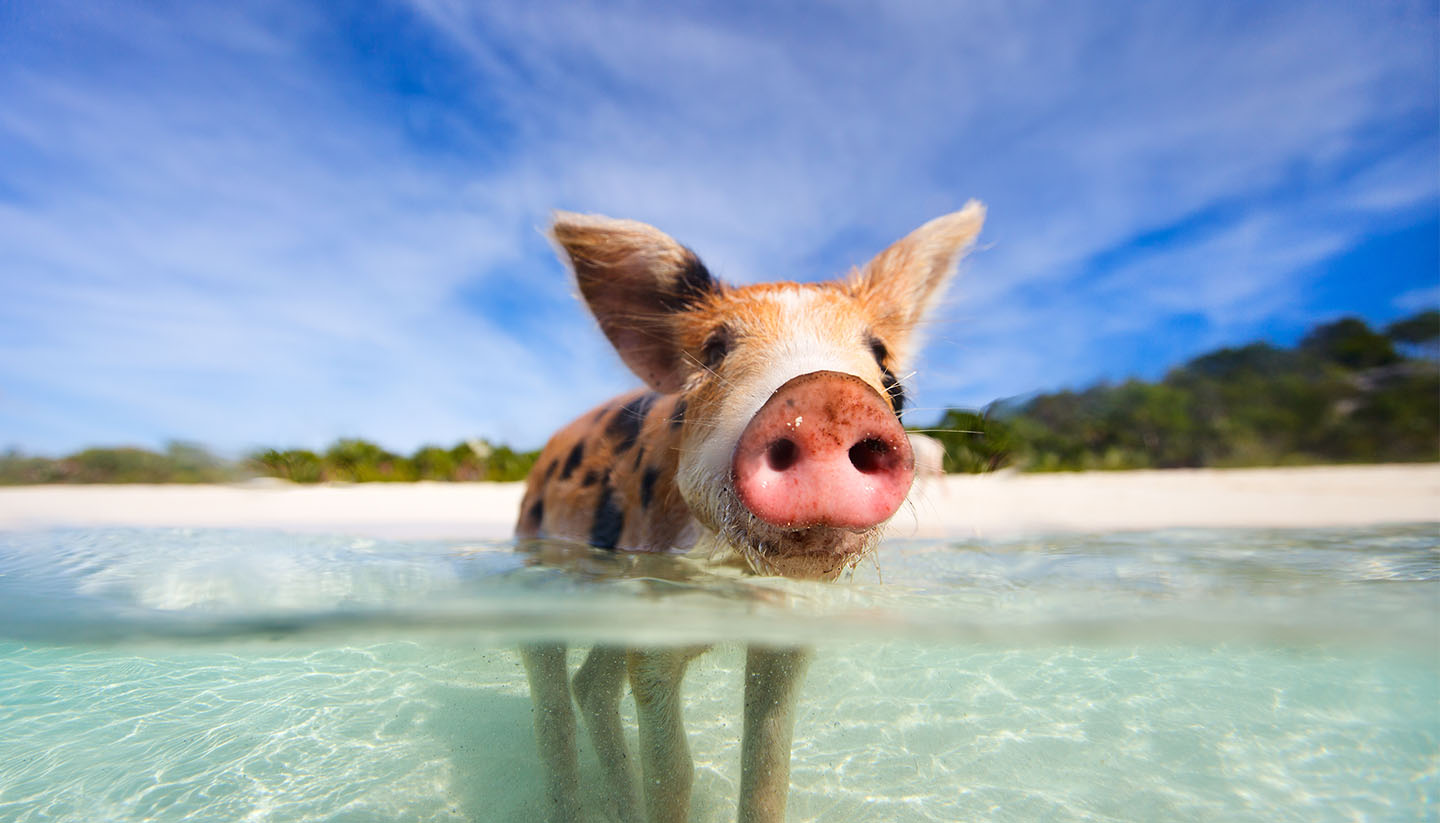 Bahamas - Pig, Bahamas