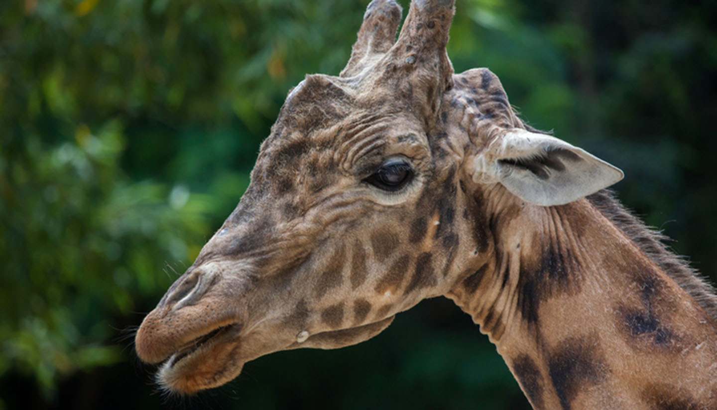 Central African Republic - Kordofan giraffe, Central African Republic