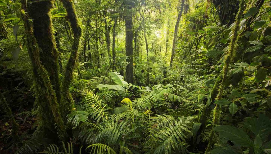 Costa Rica - Cloud forest, Costa Rica