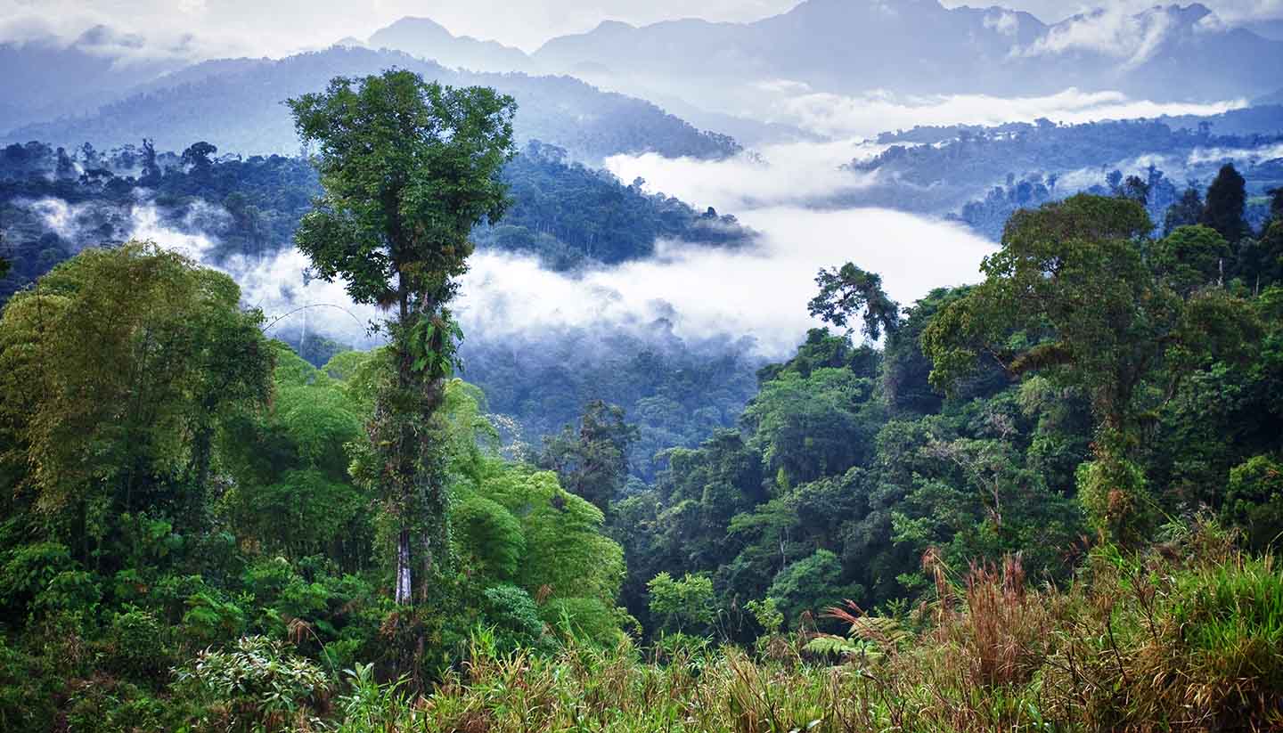 Ecuador - Rainforest, Ecuador