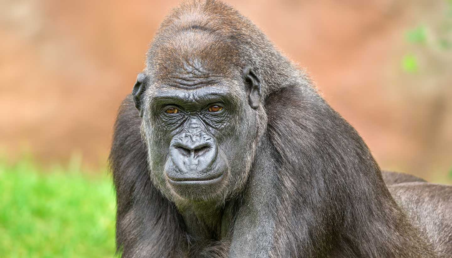 Gabon - Western Lowland Gorilla, Gabon